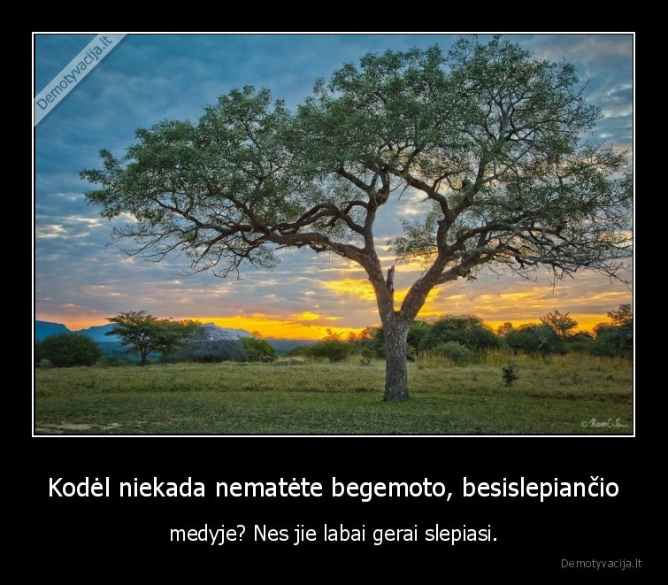 begemotai,logiska