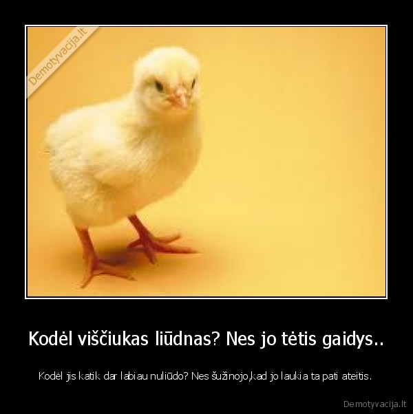 visciukas,gaidys