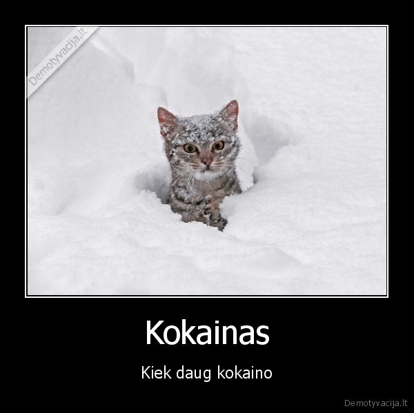 Kokainas