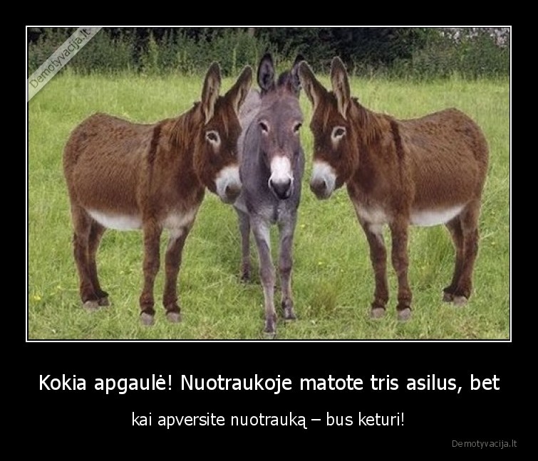 asilai,optine,apgaule