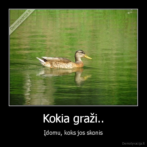 Kokia graži..