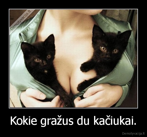 Kokie gražus du kačiukai.