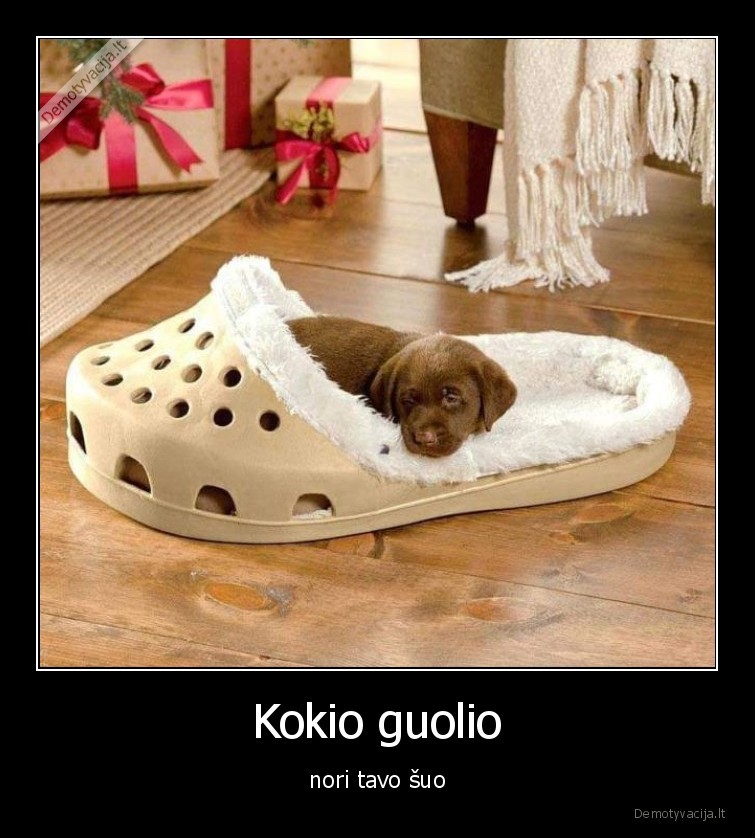 suo,guolis,miega