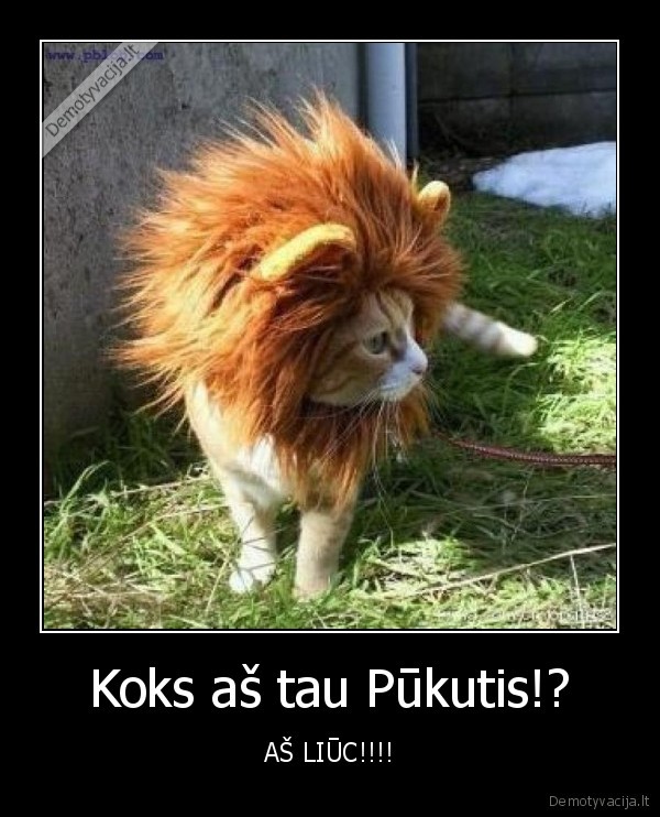 Koks aš tau Pūkutis!?