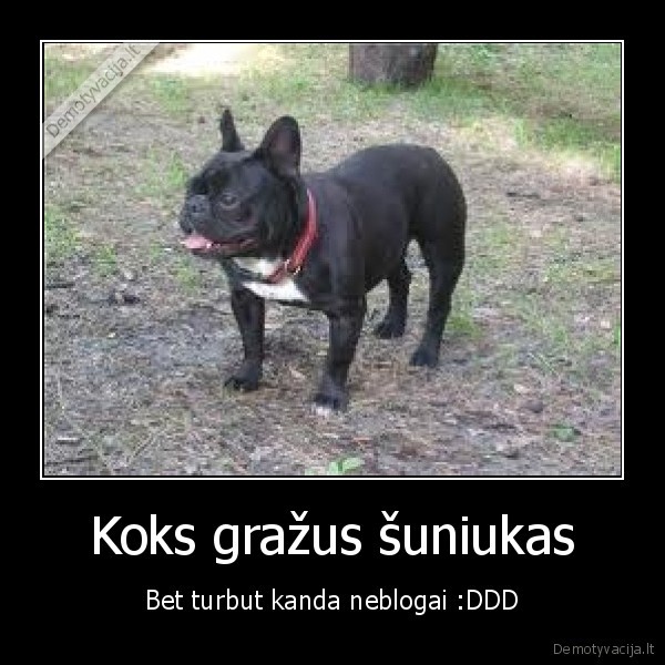 Koks gražus šuniukas