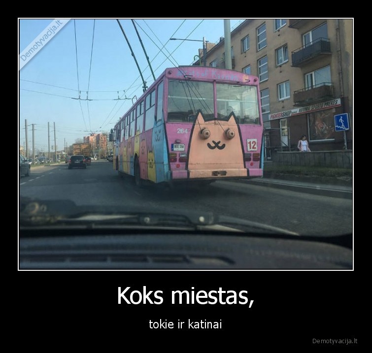 kaunas,miestas,katinai