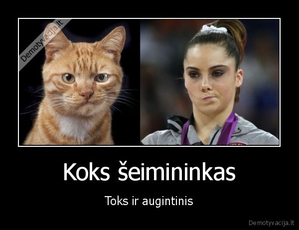 juokingas, katinas,katino, mimika