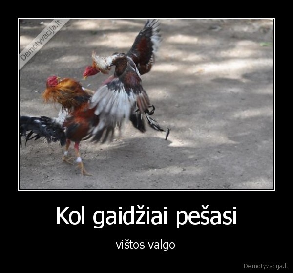 Kol gaidžiai pešasi