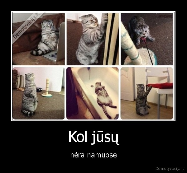 katinas,isykauti
