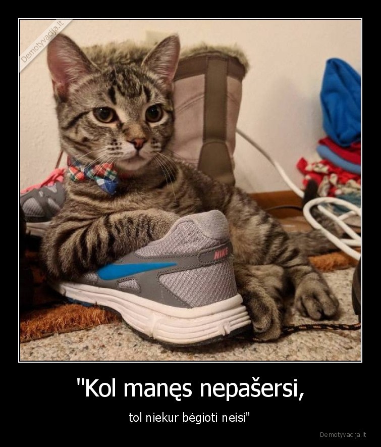 kate,katinas,begiojimas