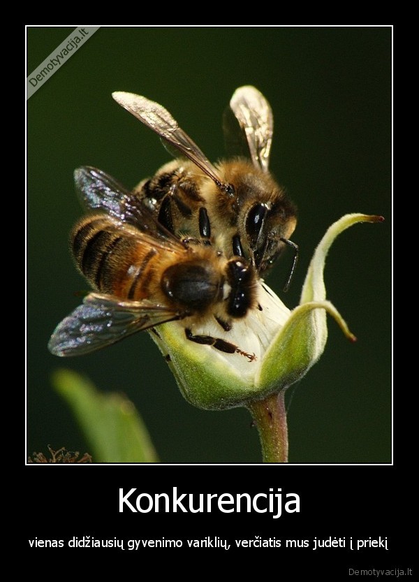 Konkurencija
