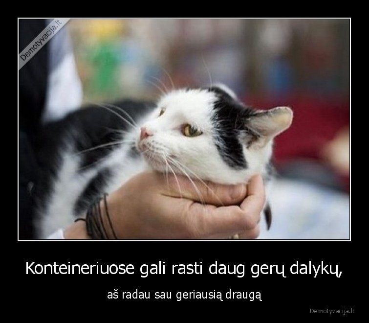 katinas,geriausias,draugas,rasti