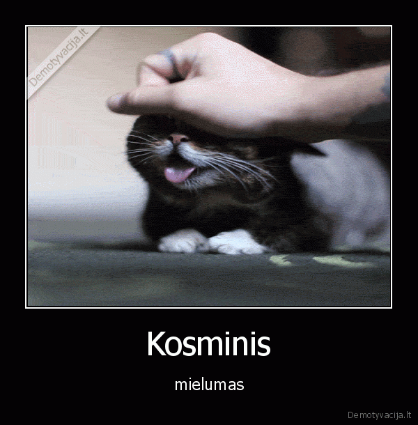 katinas,miela