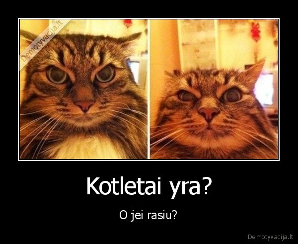 katinas,piktas