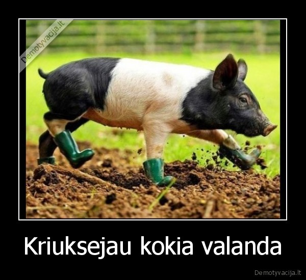 Kriuksejau kokia valanda