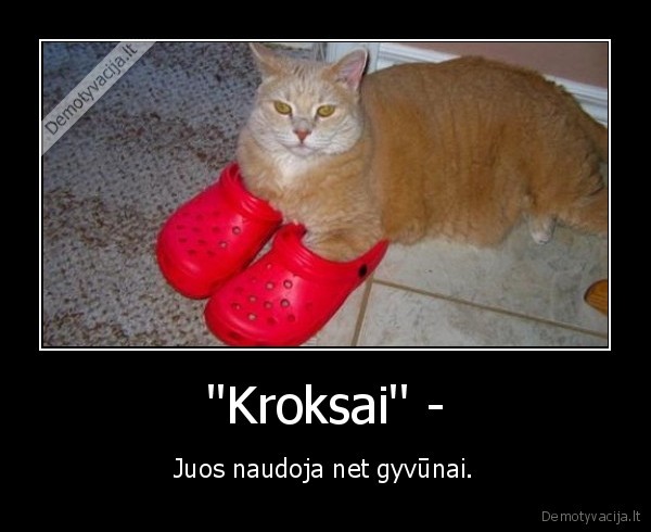 katinas,kroksai