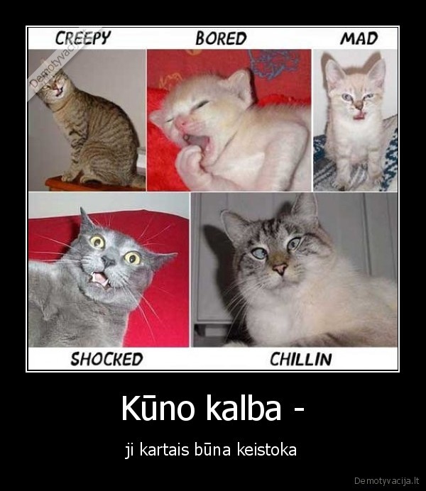 kuno,kalba
