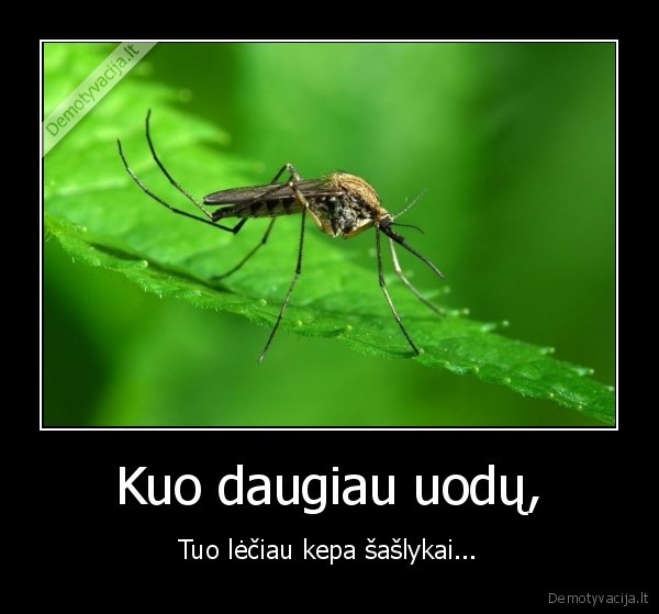 Kuo daugiau uodų,