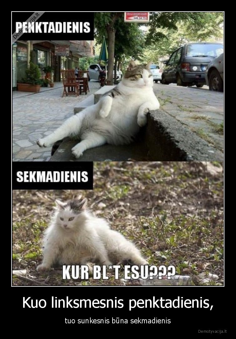 savaitgalis,penktadienio, vakaras,sunkus, sekmadienis,girtas, katinas,juokingi, gyvunai