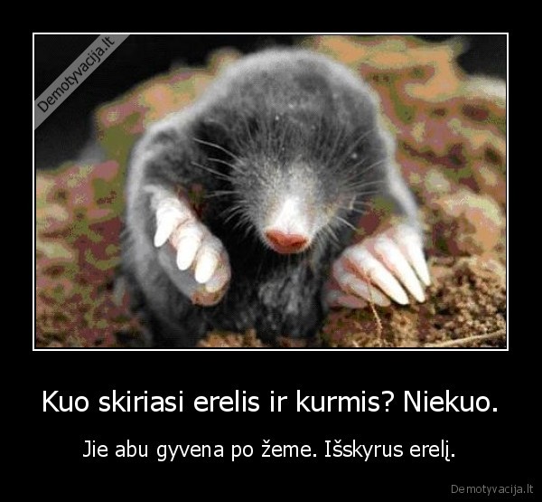 Kuo skiriasi erelis ir kurmis? Niekuo.
