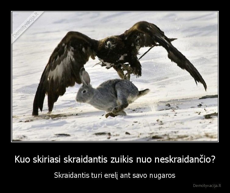 zuikis,skraido,erelis,pagavo