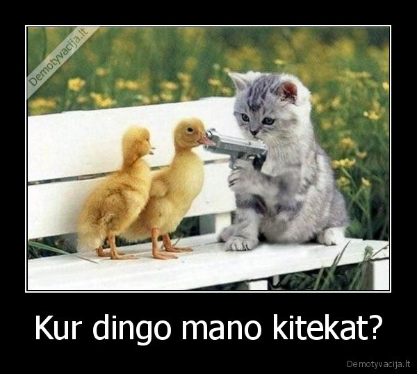 Kur dingo mano kitekat?