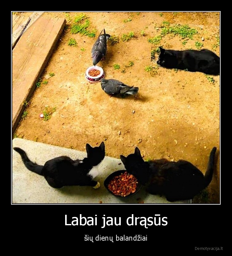 balandziai,drasus,gyvunai