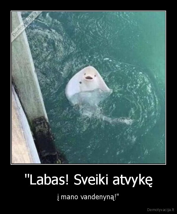 raja,vandenynas