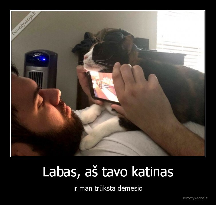 katinas,truksta, demesio,katinai,kates,kate,augintiniai,demesys