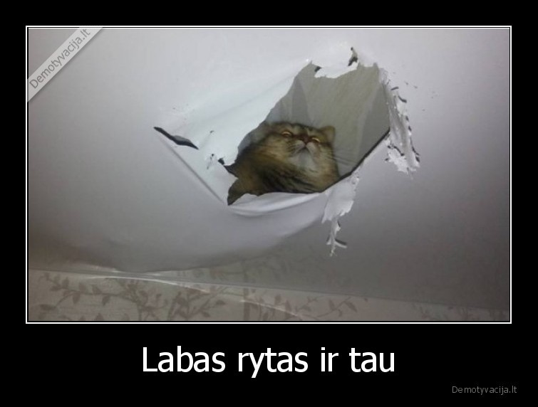 katinas,labas,rytas