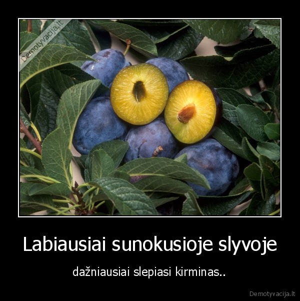 Labiausiai sunokusioje slyvoje