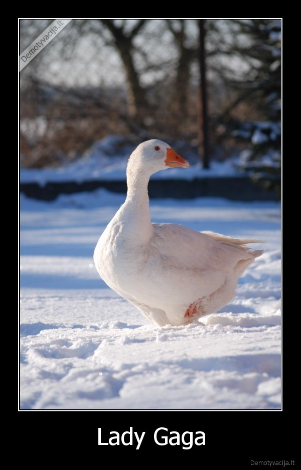lady, gada