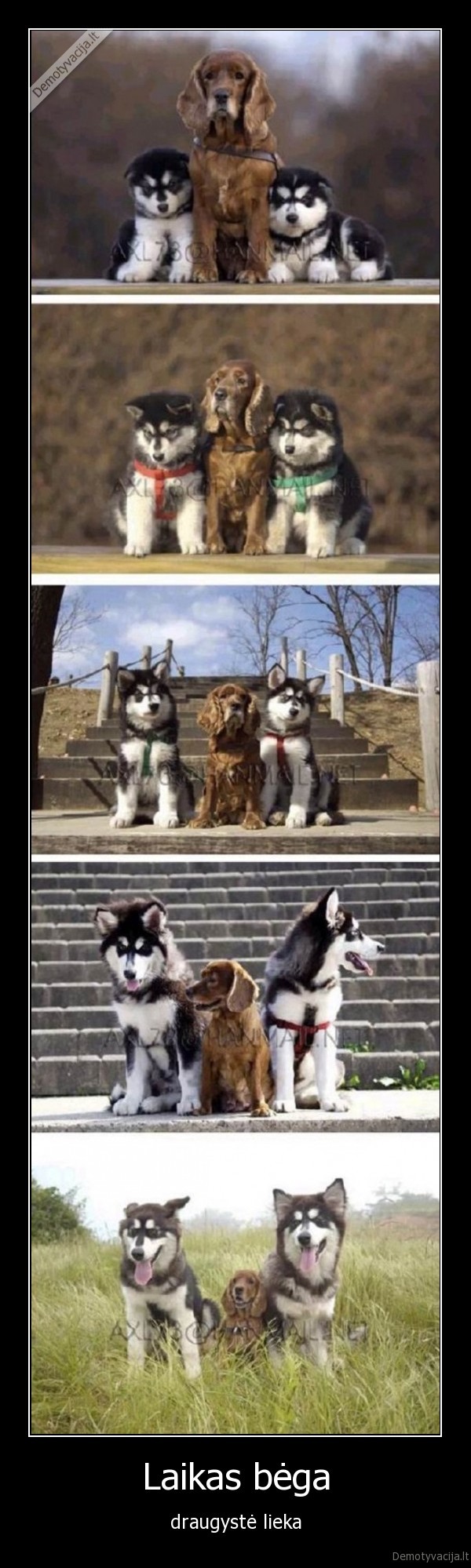 sunys,suo,spanielis,aviganiai