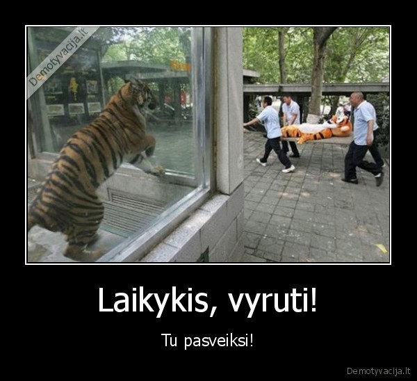 tigras,zoologijos, sodas,tigro, kostiumas