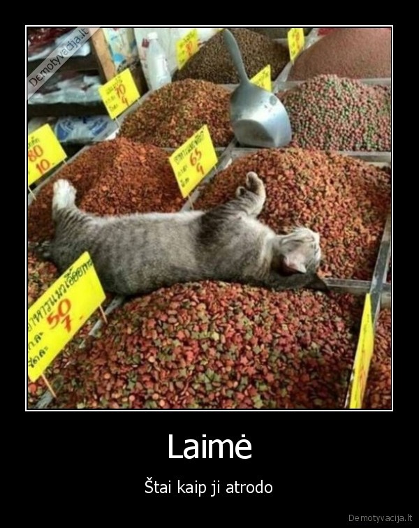 tikra, laime,kaciu, maistas,katinas