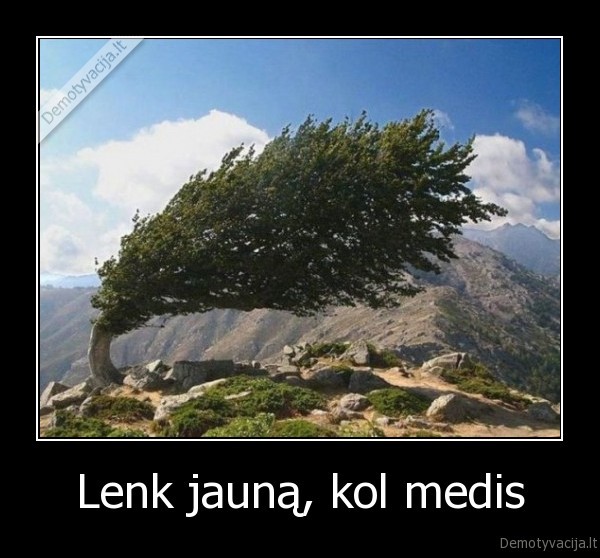 medis, jaunas, kol