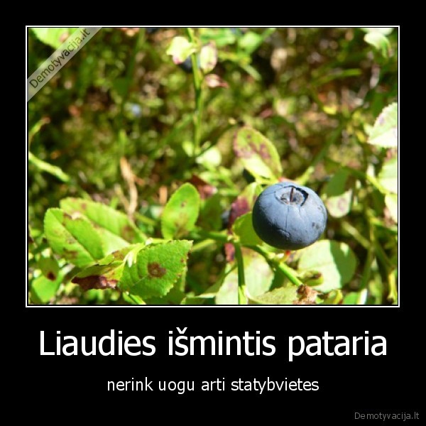 uogos, statybos, liaudis, ismintis