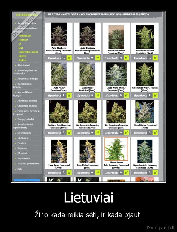 kanape,lietuviai,zino,aka,seti,kada,pjauti,ganja,zole,gonzo,auginti