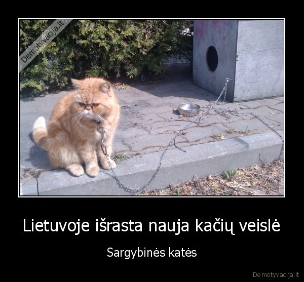 lietuva,kates,veisle,gyvunai,israsta
