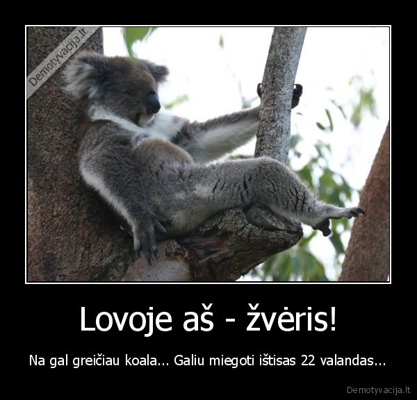 koala,zveris,seksas