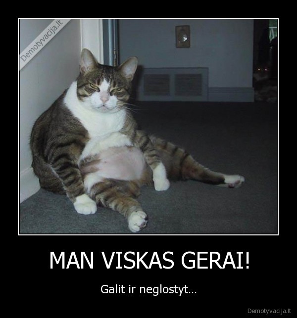piktas,katinas,mieguistas,tingus