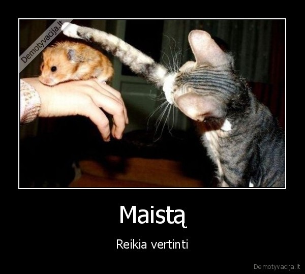 kate,ziurkenas,katinas