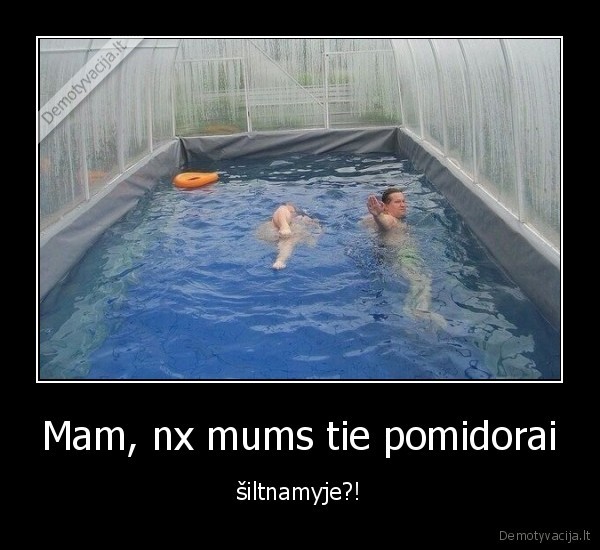 pomidorai,siltnamis