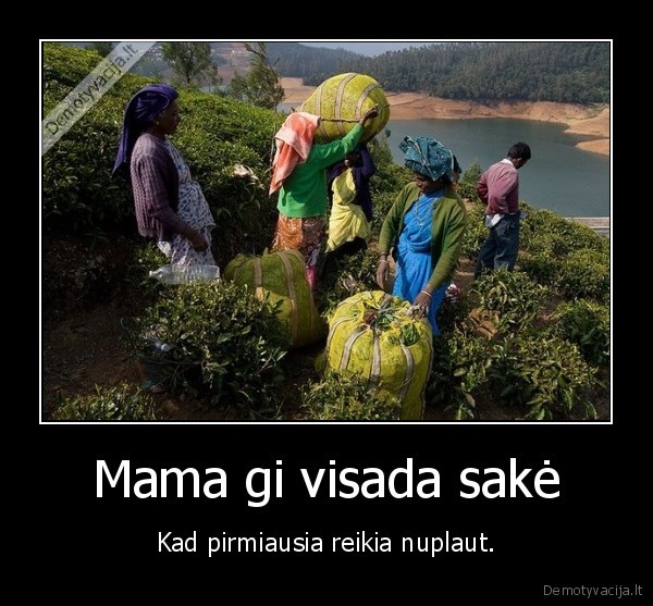 sisi,skina,plauna
