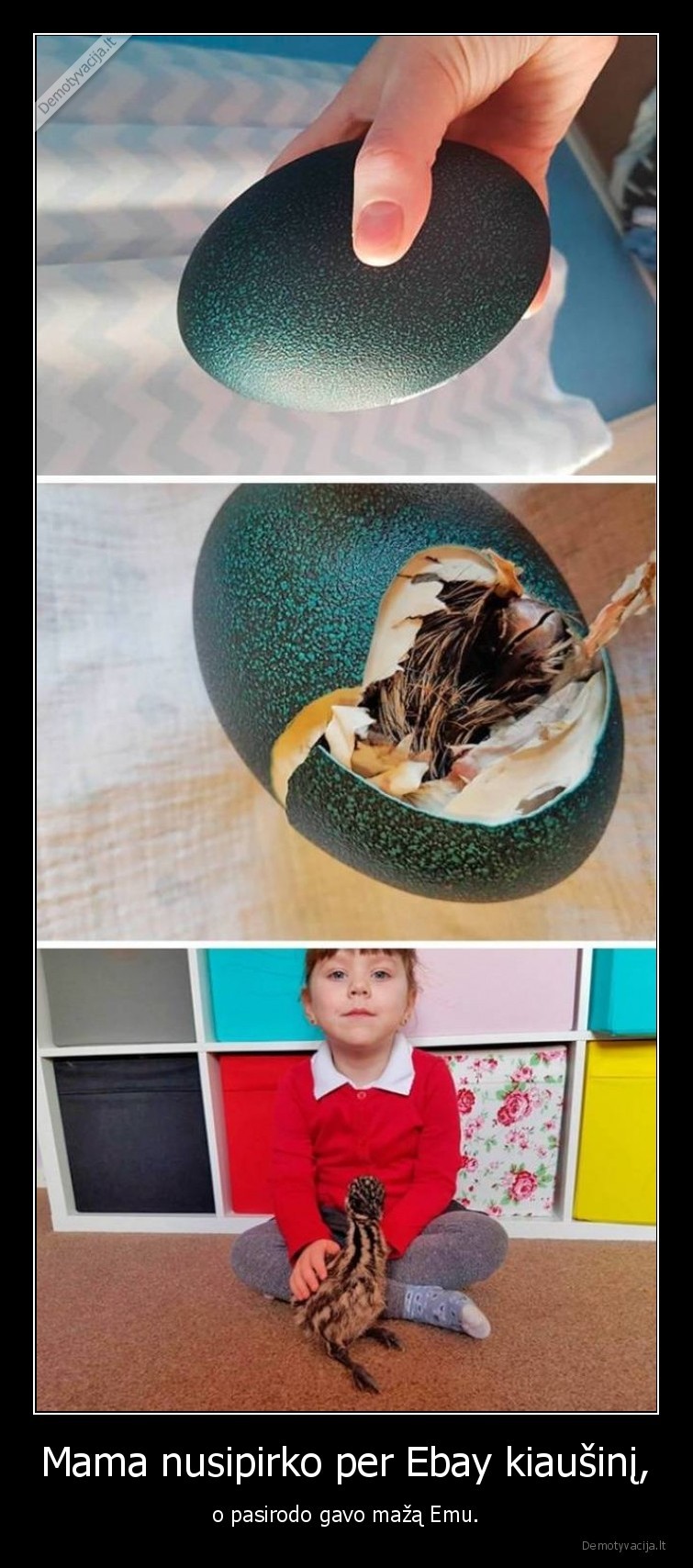 emu,paukstis,kiausinis