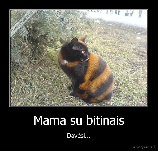 dryzuotas, katinas,grazus, katinas
