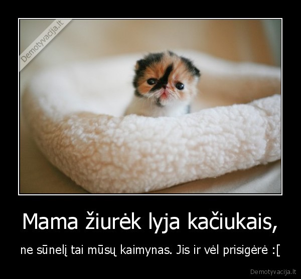 Mama žiurėk lyja kačiukais,