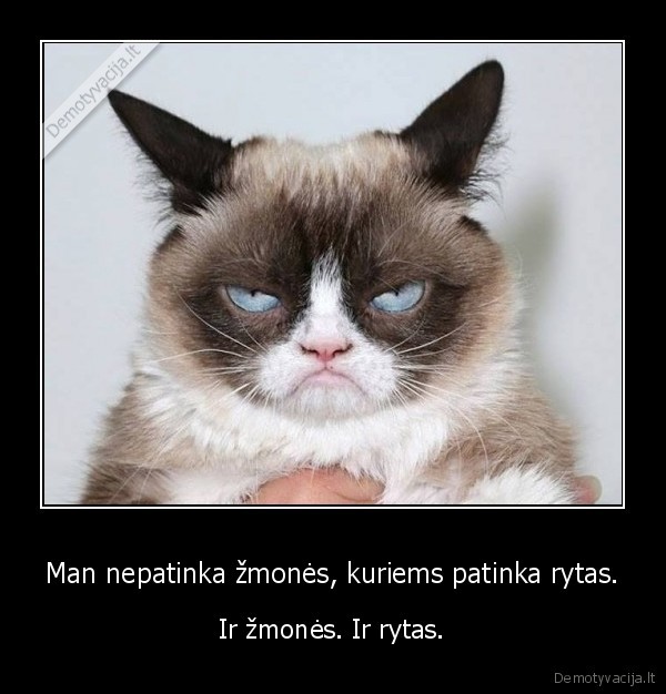 zmones, rytai,ryto, zmones,nekenciu,grumpy, cat