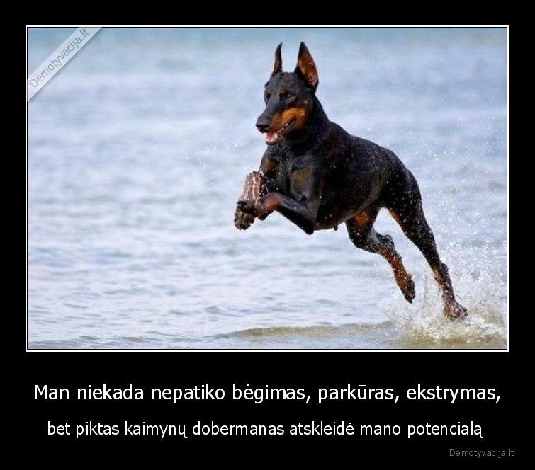 ekstrymas,suo,dobermanas,parkuras,baisu,begti
