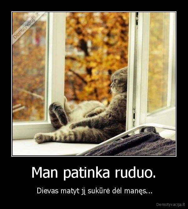 ruduo,katinas,langas